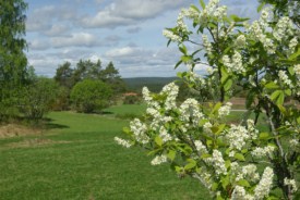 Hägg i Övre Gärdsjö